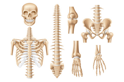 Realistic human bones. 3d anatomical skeleton parts&2C; skull&2C; ribs&2C; spin