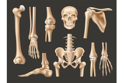 Realistic human bones. Isolated 3d anatomical body parts&2C; skeleton ele