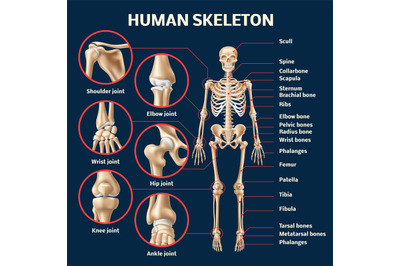 Realistic human skeleton infographic. 3d male body structure front vie