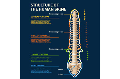 Spine structure infographic. Human vertebral, specifying all divisions