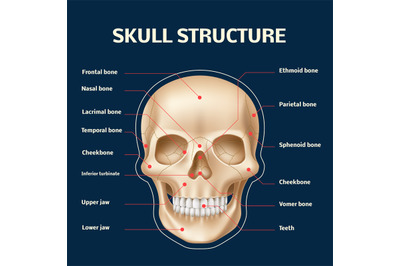 Human skull anatomy. Realistic head and face bones structure front vie