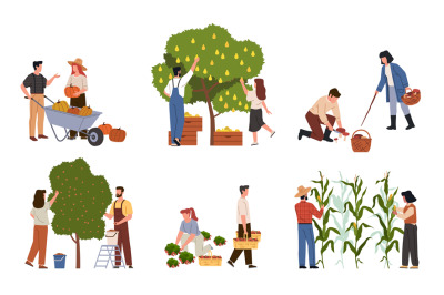 People on harvesting. Farmers collect vegetables, fruits, corn and ber