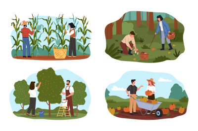 Harvesting scenes. People collect vegetables, fruits and cereals, farm