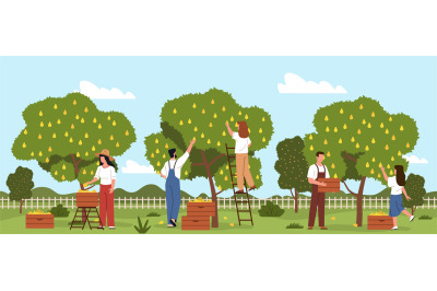 Harvesting people process. Flat farmers characters in garden pick pear