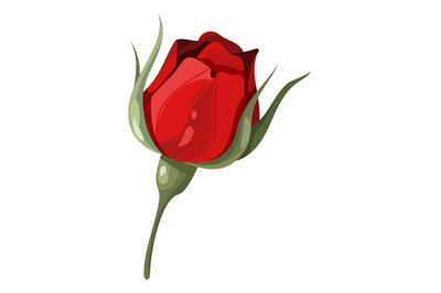 Garden red flower. Burgundy rose. Elegant bud