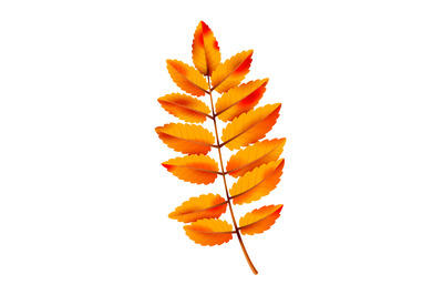 Realistic autumn leaf. Fall orange wood foliage, yellow red leaves, co