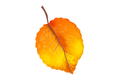 Realistic autumn leaves. Fall orange wood foliage. Fallen yellow leaf,