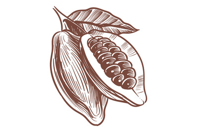 Whole and cutted cocoa pod engraving. Bean sketch