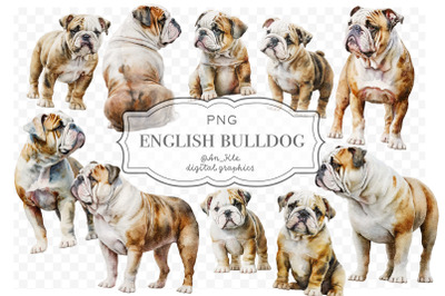 English Bulldog Vintage Watercolour