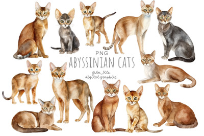 Abyssinian Cats Watercolour Clipart