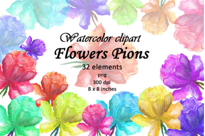 Watercolor Flowers Pions Clipart PNG. Isolated illustration