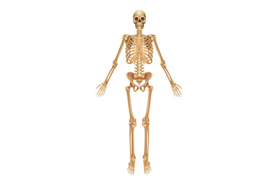 Human skeleton. Medical 3D anatomical banner. Realistic bones of limbs