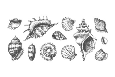 Hand drawn tropical marine seashells. Black and white sketch of bivalv