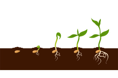 Growing plant. Sprout growth process. Steps sequence of germinating se