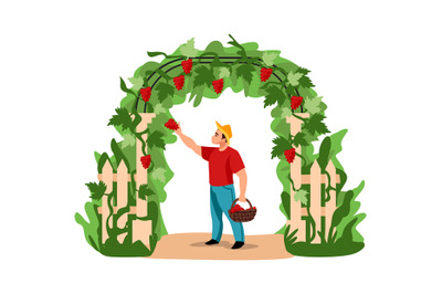 Harvesting. Cartoon man picking grapes. Character holding basket full