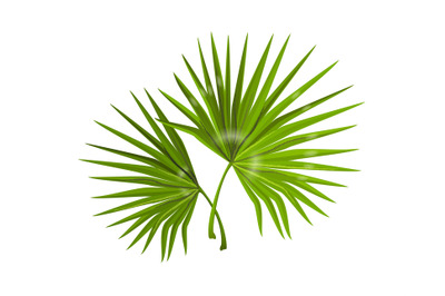 Jungle leaves. Realistic monstera branches with narrow long foliage. C