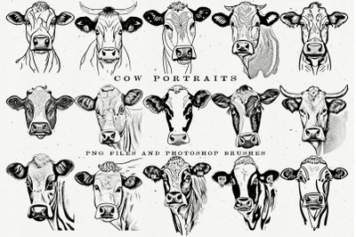Cow Portraits
