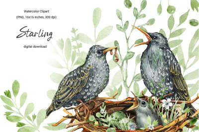 Spring starling bird, family home, summer watercolor clipart, seamless