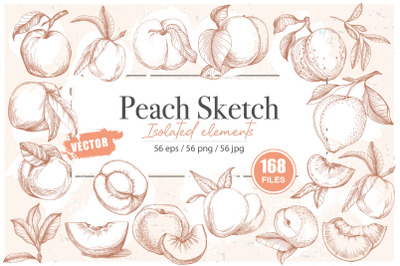 Peach sketch illustration