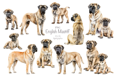 English Mastiff dogs clipart png