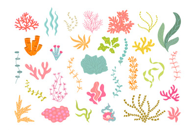 Underwater seaweed collection, corals and algae. Ocean plants, natural