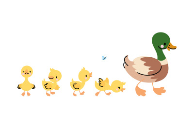 Duck and ducklings isolated concept. Cute duckling walk to mother. Fun