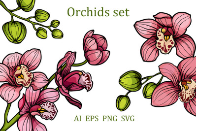 pink orchid flowers clipart SVG, PNG, EPS