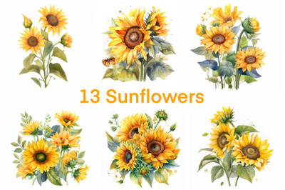 13 Sunflowers | Spring Collections