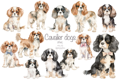 Cavalier dogs clipart