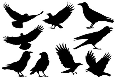 Ravens and crows