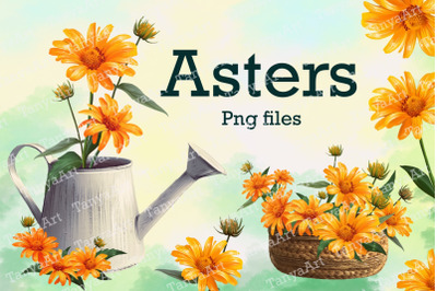 Asters set