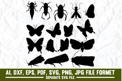 Moth,Codling Moth,Agriculture, Animal, Animal Antenna, Animal