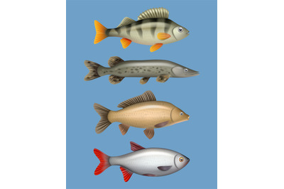 River fish. Realistic seafood freshwater swimming animals salmon herri