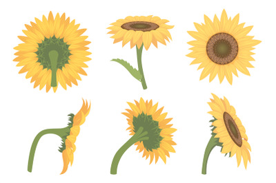 Sunflowers. Cartoon botanical illustrations of yellow beautiful flower