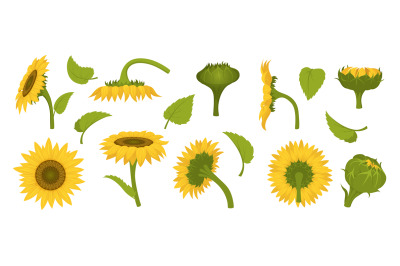 Sunflower collection. Agricultural illustration of beautiful botanical
