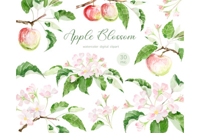 Pink and white watercolor apple tree flower, Apple blossom clipart,