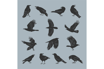 Crow silhouettes. Flying dark mystical ghotic birds with feathers rece