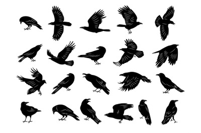 Crow birds. Flying ghotic birds silhouettes recent vector dark animals