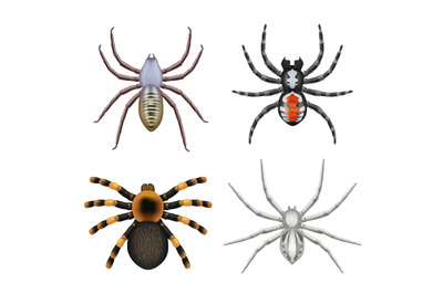 Spiders. Top view scary realistic spiders toxic insects decent vector