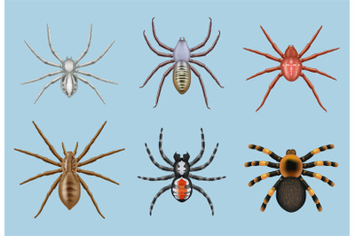 Spiders. Different toxic insects decent vector realistic top view illu