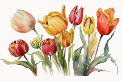 Red and Yellow Tulips | Mothers Day Flowers