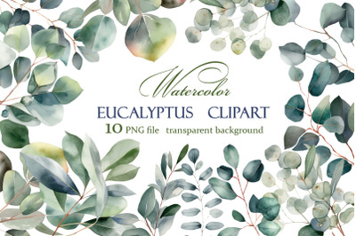 Eucalyptus watercolor leaves clipart