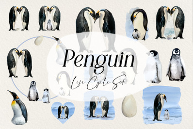 Watercolor Penguin Life Cycle and Clip Arts