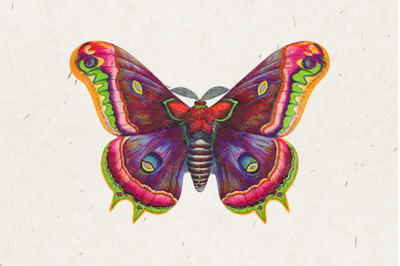 Vintage Victorian Moth Clipart