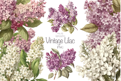 Vintage Lilac Watercolor clipart