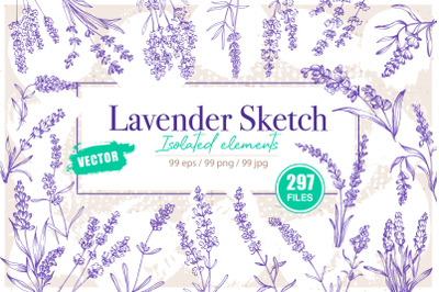 Lavender sketch illustration