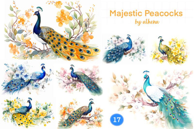 Majestic Peacock Compilation
