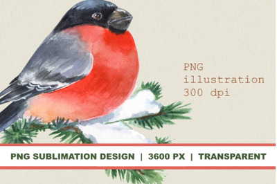 Watercolor bullfinch bird PNG sublimation design