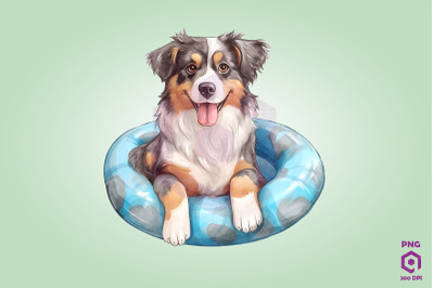 Australian Shepherd wearing swim float