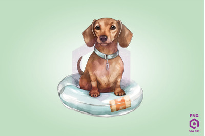 Dachshund wearing swim float